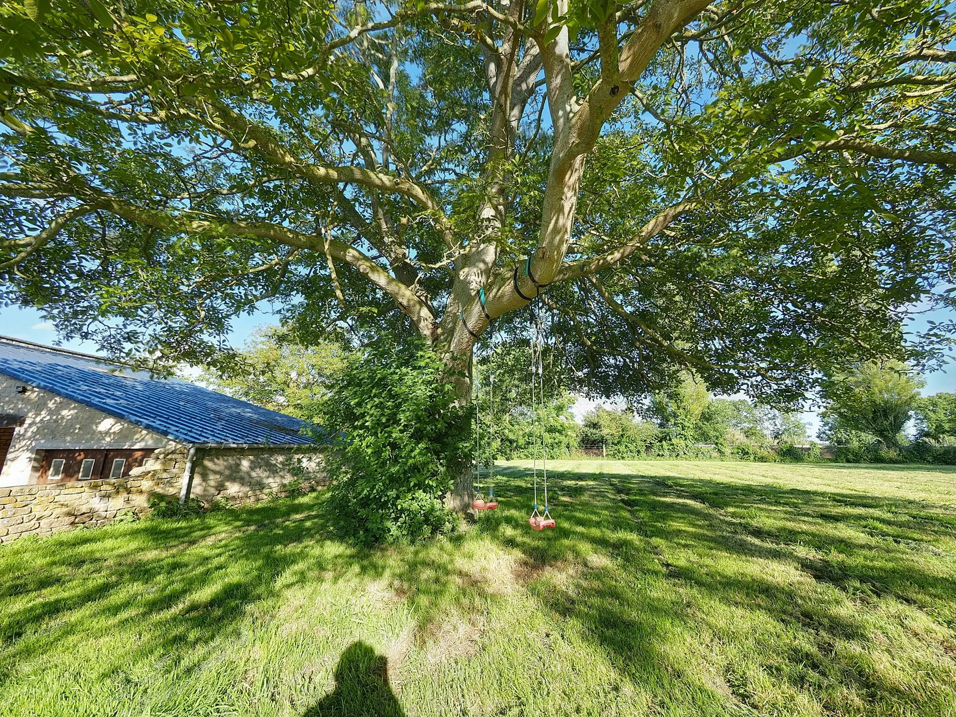 Grand arbre centenaire dans le jardin